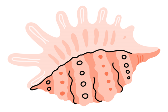 Download Mollusk Shell Exotic. Beach Tropical Sea - Tropical Collection
